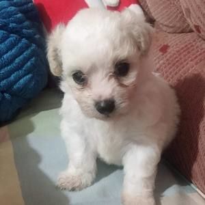 Meet your Posher, Ivy